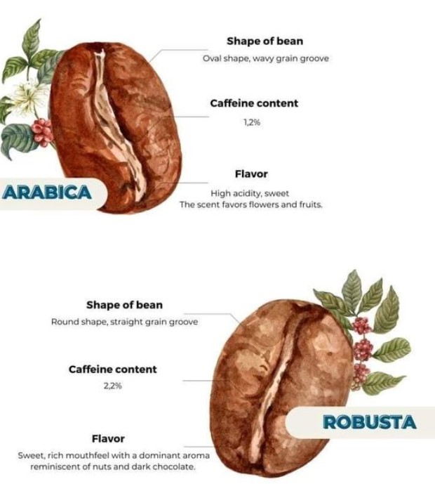 Main difference beetwen arabika and robusta